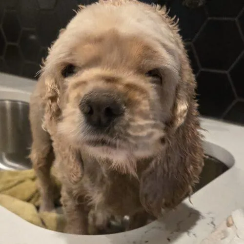 Snuffles thumbnail 2