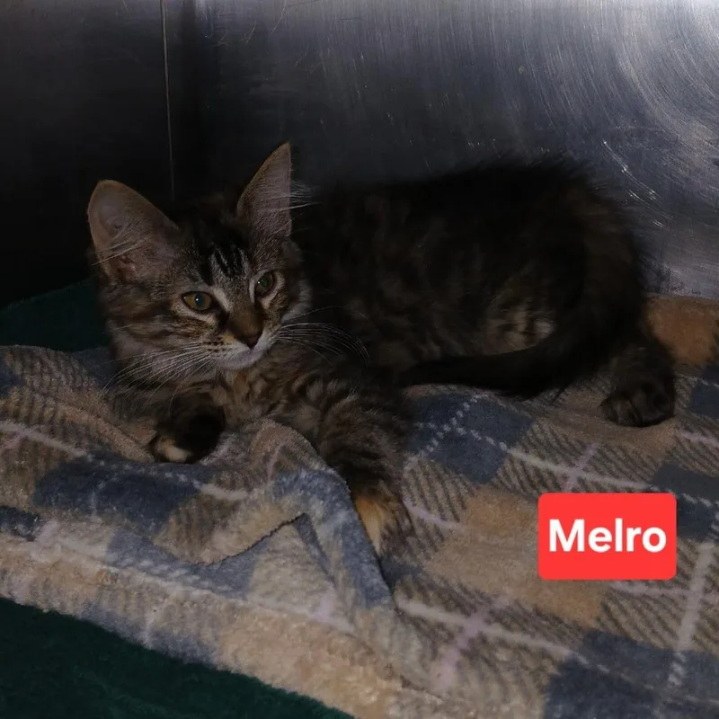 A baby small-sized female Torbie Domestic Short Hair cat named Serene C for adoption in Princeton, MN