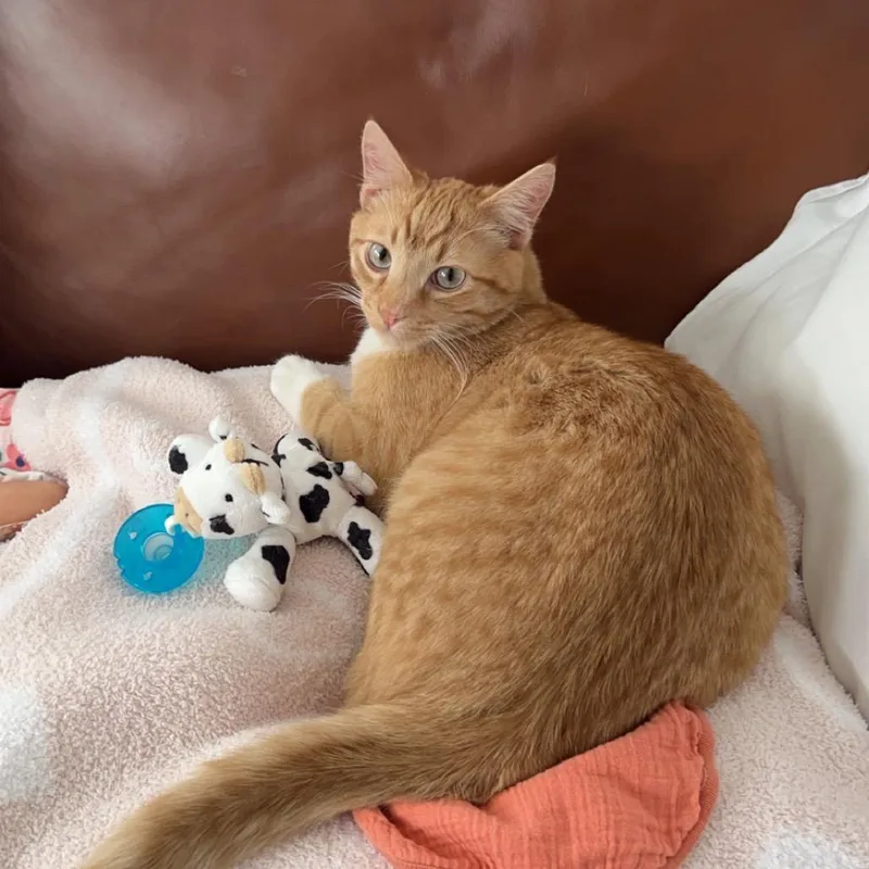 An adult small-sized male Orange / Red Domestic Medium Hair cat named Pumpkin Gatherum for adoption in Eagle Mountain, UT
