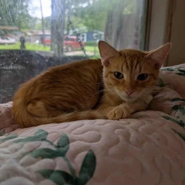 A baby small-sized male Orange / Red Domestic Short Hair cat named Brody for adoption in Mabank, TX