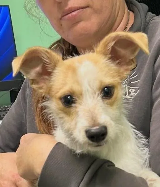 A young small-sized female White / Cream Chihuahua dog named Peaches for adoption in Boulder, CO