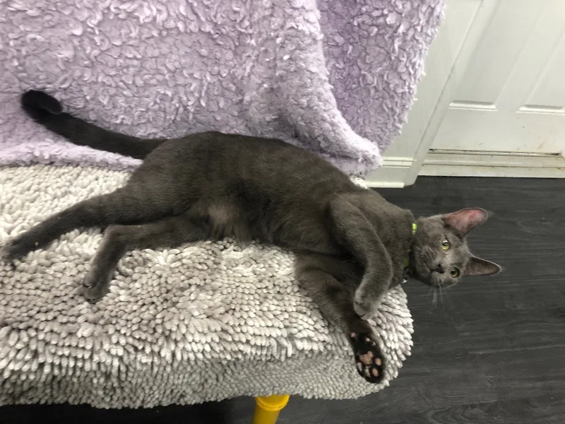 Eric The Parrot thumbnail 2