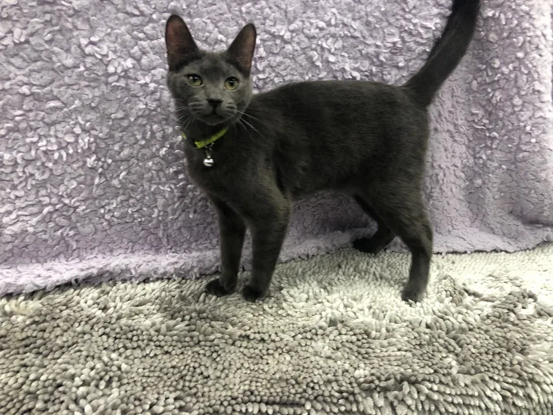 Eric The Parrot thumbnail 3