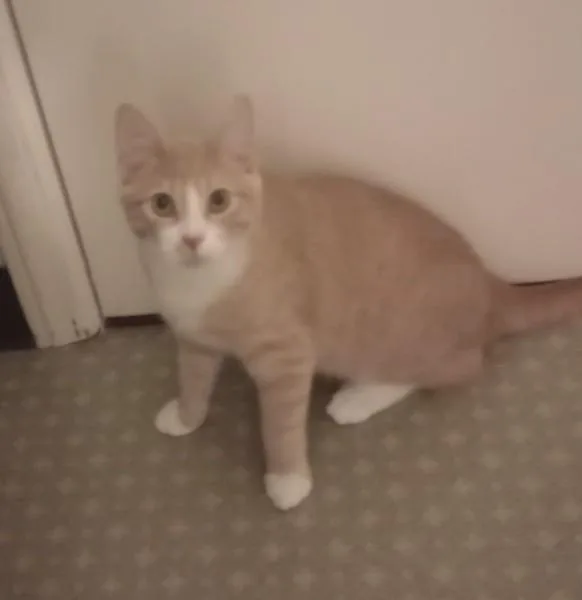 A young medium-sized male Buff & White Domestic Short Hair cat named Omega for adoption in Duluth, GA
