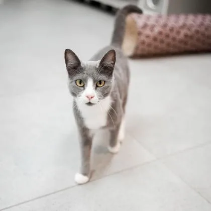 An adult small-sized female Gray / Blue / Silver Domestic Short Hair cat named Purrsephone for adoption in Atlanta, GA