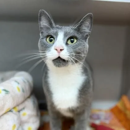 Purrsephone thumbnail 3