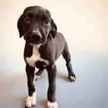 A young medium-sized male Greyhound dog named Wadsworth for adoption in Portsmouth, OH