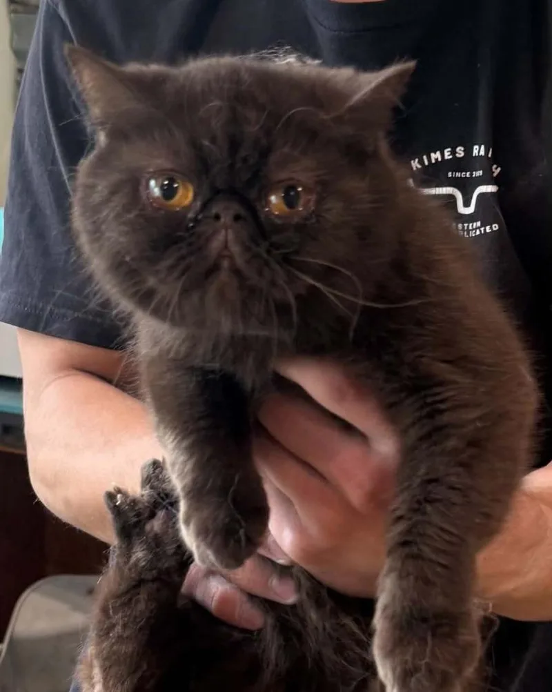 A young medium-sized female Domestic Medium Hair cat named Sabrina for adoption in St. Cloud, MN