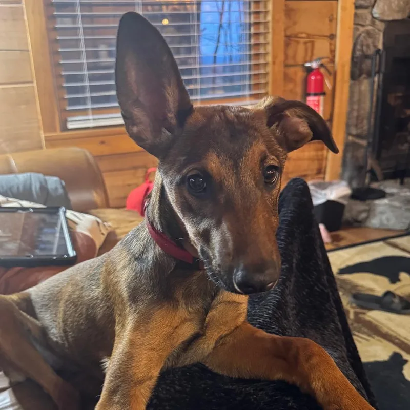 A young large-sized female Brown / Chocolate Doberman Pinscher dog named Winnie for adoption in Duck River, TN