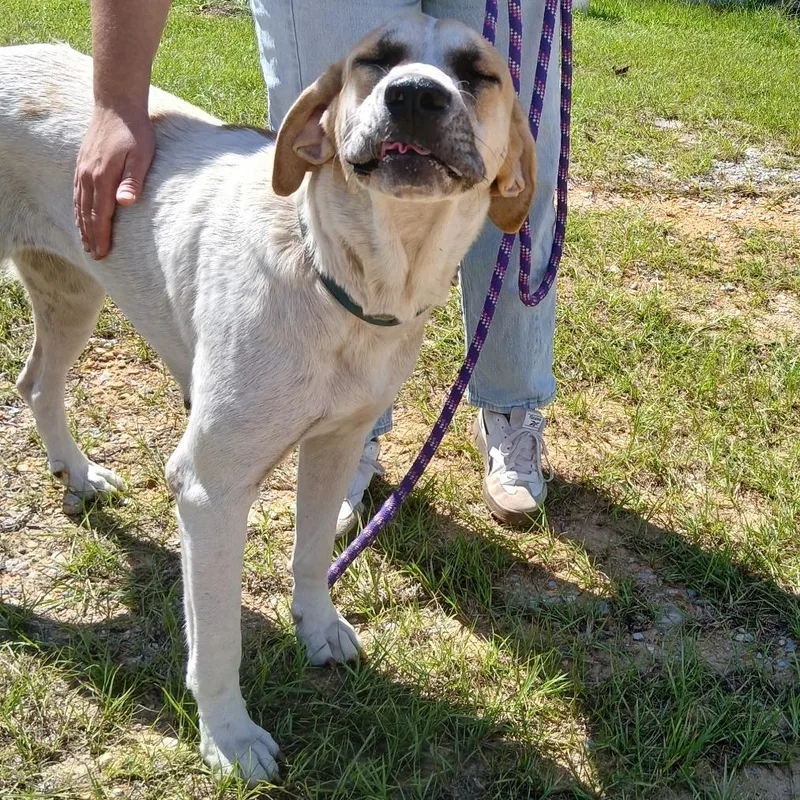 An adult extra large-sized female White / Cream Great Pyrenees dog named Allie for adoption in LOXAHATCHEE, FL