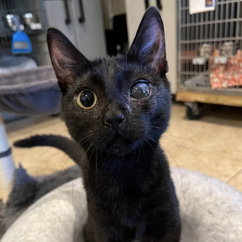 A young small-sized female Black Domestic Short Hair cat named Godiva for adoption in Peachtree City, GA