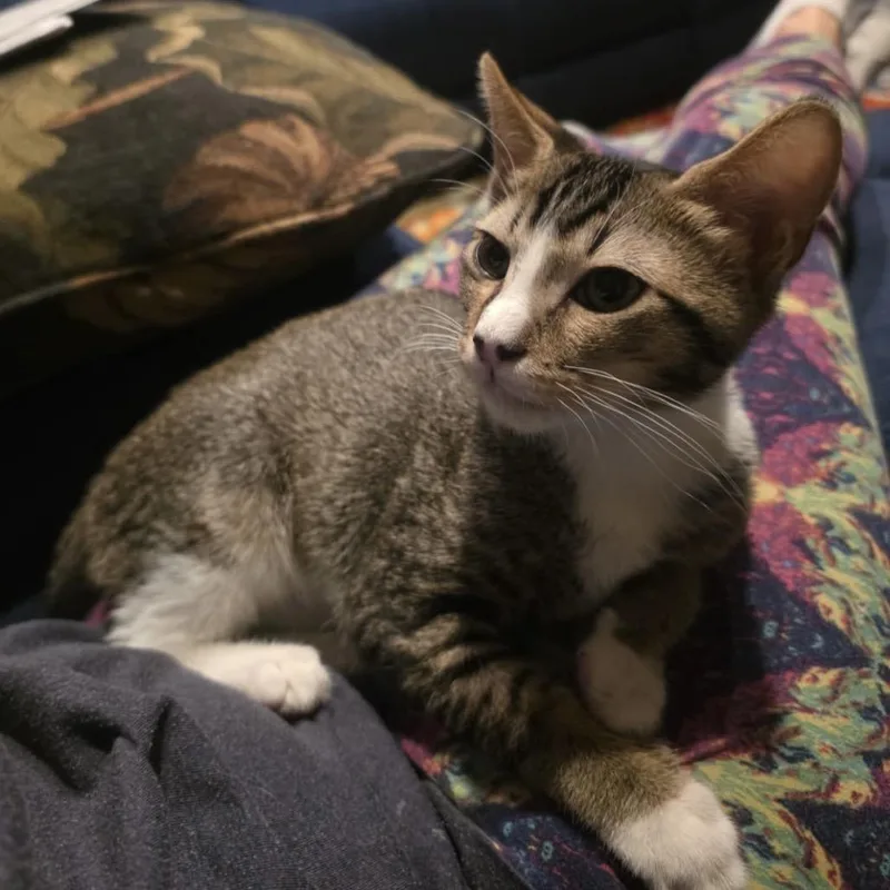 A young small-sized male Brown / Chocolate Domestic Short Hair cat named Jake for adoption in Fresno, CA