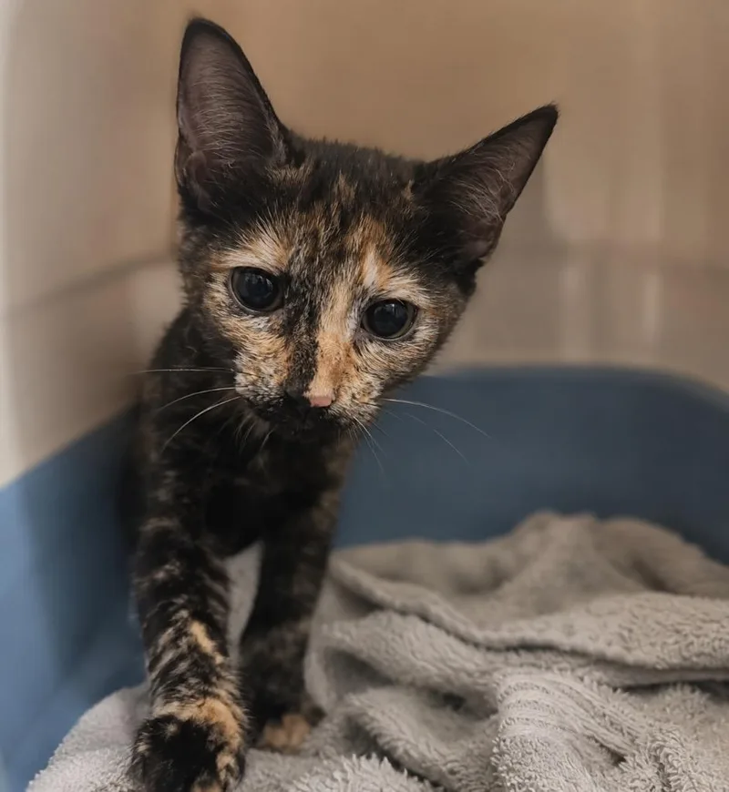 A baby medium-sized female Domestic Short Hair cat named Charlotte for adoption in Tampa, FL