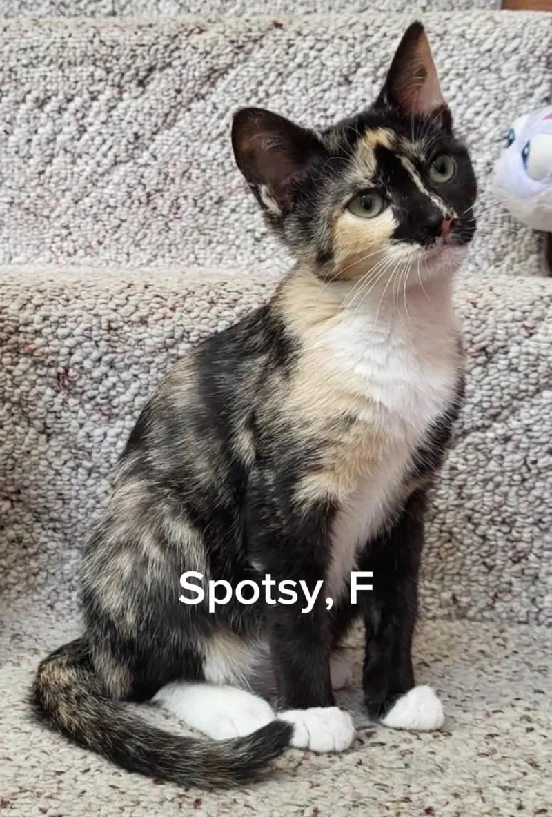 A baby small-sized female Calico cat named Spotsy for adoption in Shrewsbury, MA