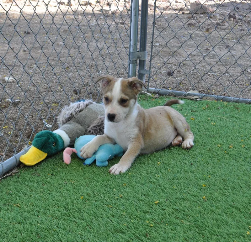 A baby medium-sized male Apricot / Beige Labrador Retriever dog named Funky for adoption in Apache Junction, AZ