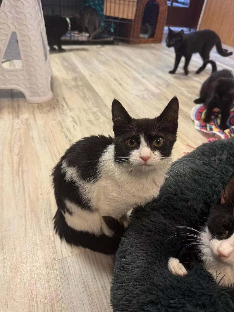 A young small-sized female Black & White / Tuxedo Domestic Short Hair cat named Katie for adoption in Freeport, NY