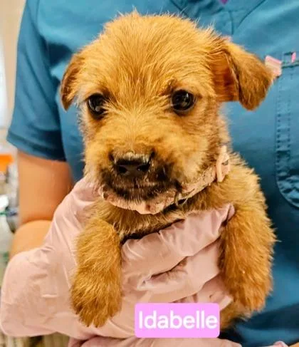 A young small-sized female Border Terrier dog named Idabelle for adoption in Kansas City, MO