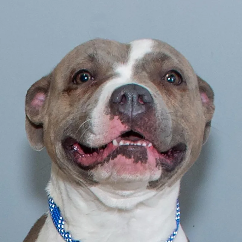 A young medium-sized female Pit Bull Terrier dog named Giggy for adoption in Troy, OH