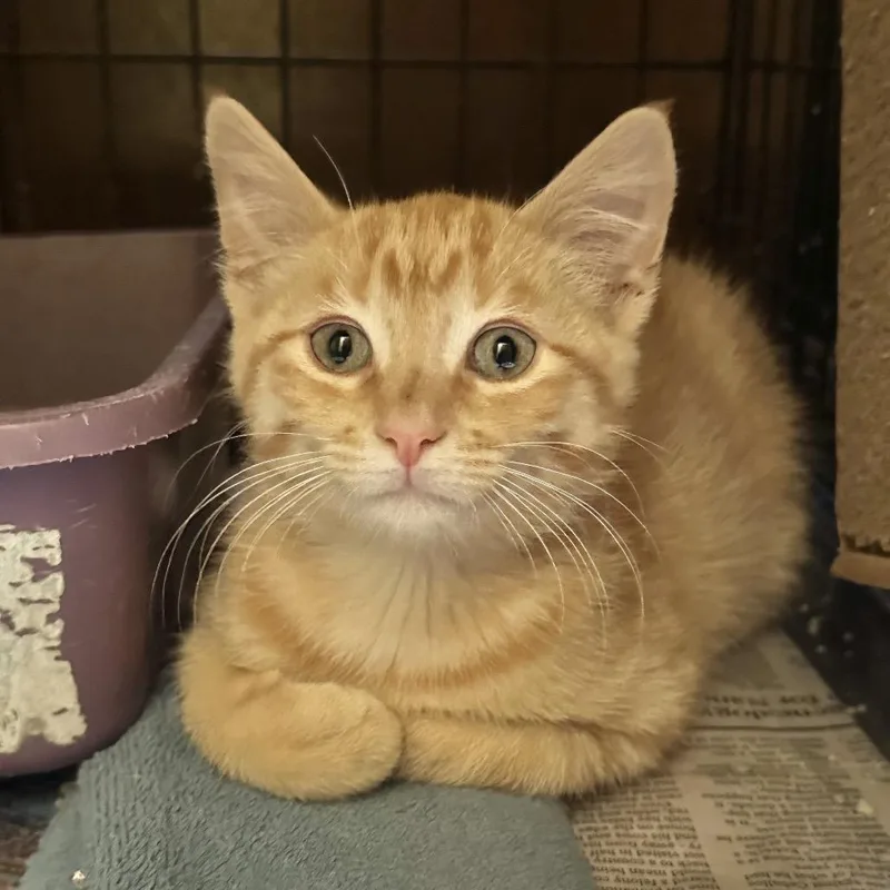 A baby small-sized male Orange / Red Domestic Short Hair cat named Lafcadio for adoption in Overland Park, KS