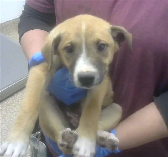 A baby small-sized female Labrador Retriever dog named Tinkerbell for adoption in Albuquerque, NM