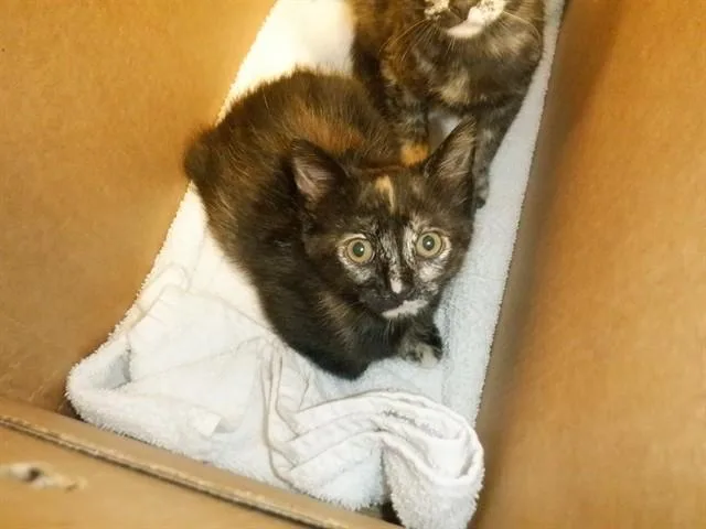 A baby small-sized female Domestic Short Hair cat named Periwinkle for adoption in San Jose, CA