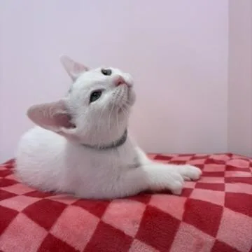 A baby small-sized male White Domestic Short Hair cat named Yuki for adoption in Forest Park, IL