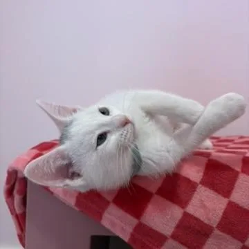 Yuki thumbnail 2