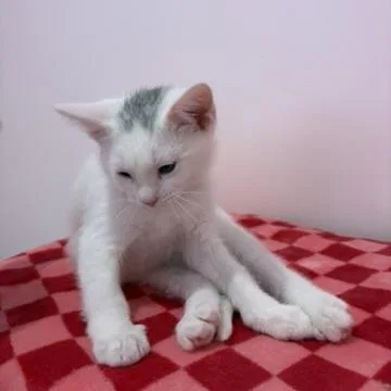 Yuki thumbnail 3