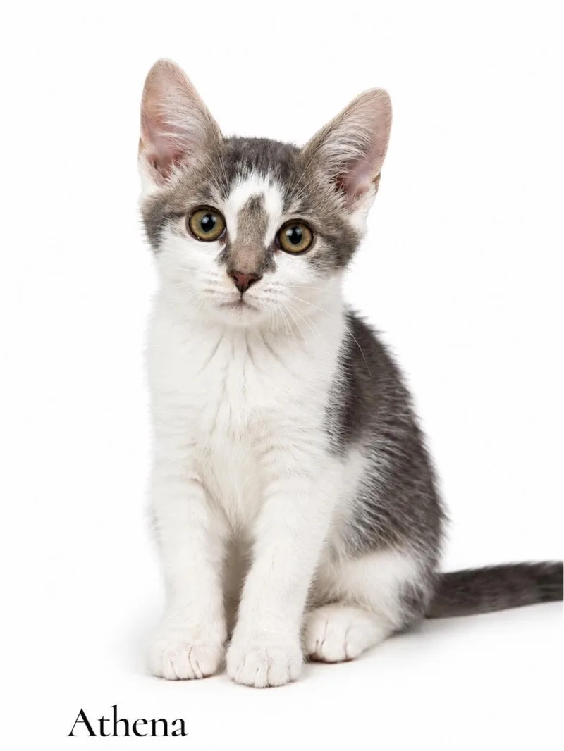 A baby medium-sized female Gray & White Domestic Short Hair cat named Athena for adoption in Stevensville, MI
