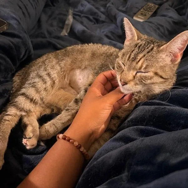 A young medium-sized female Torbie Domestic Short Hair cat named Lilith for adoption in Baltimore, MD