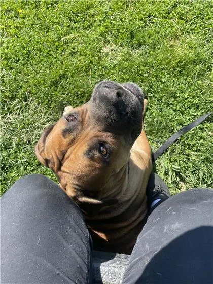 An adult extra large-sized male Mixed Breed dog named Mega for adoption in West Chester, PA