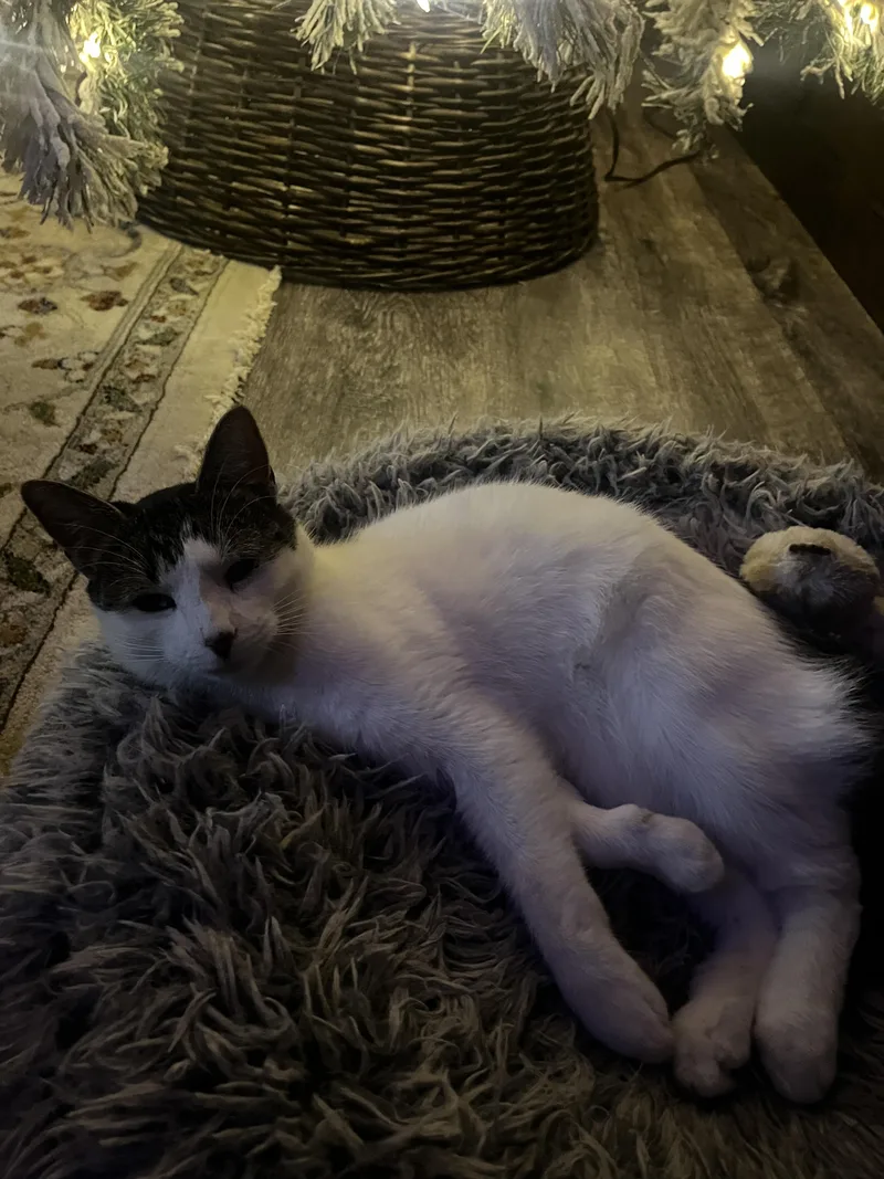 Rory Crooked Tail thumbnail 2