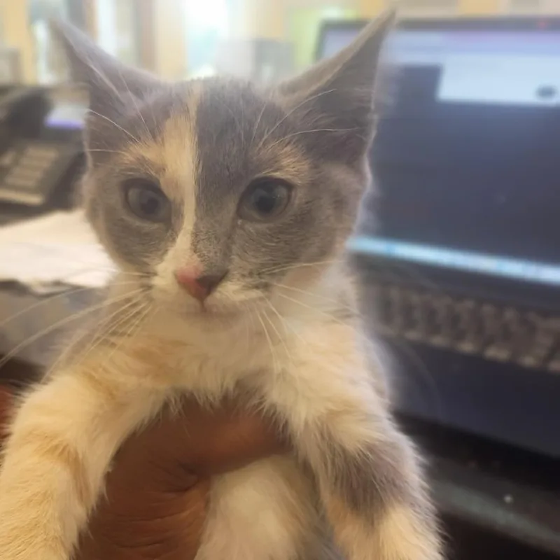 A baby small-sized female Gray / Blue / Silver Domestic Short Hair cat named Vega for adoption in Lynchburg, VA