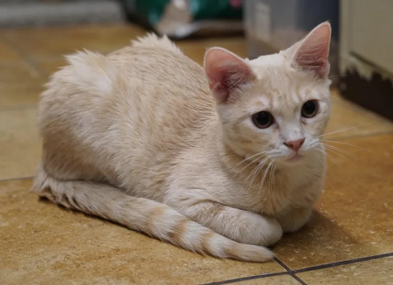 A baby large-sized male Tabby cat named Snickerdoodle for adoption in HEMET, CA