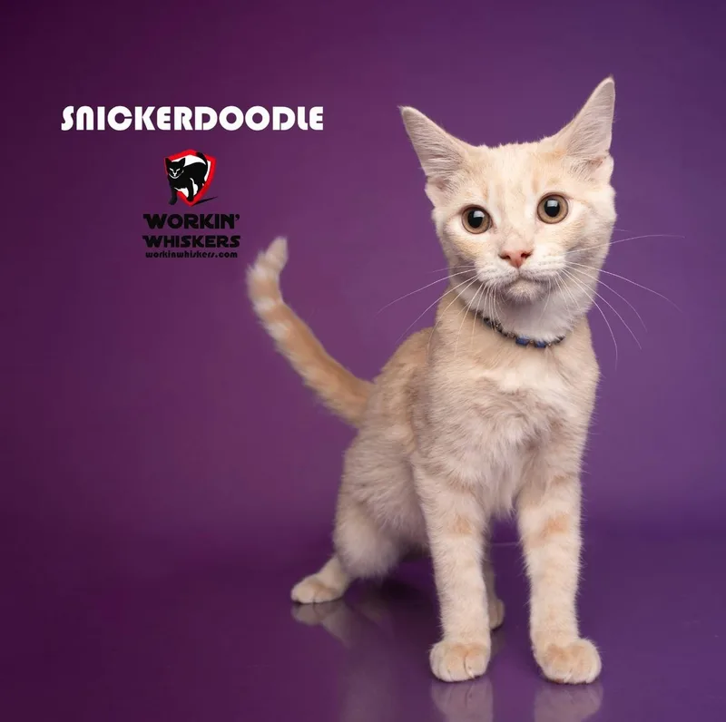 Snickerdoodle thumbnail 5