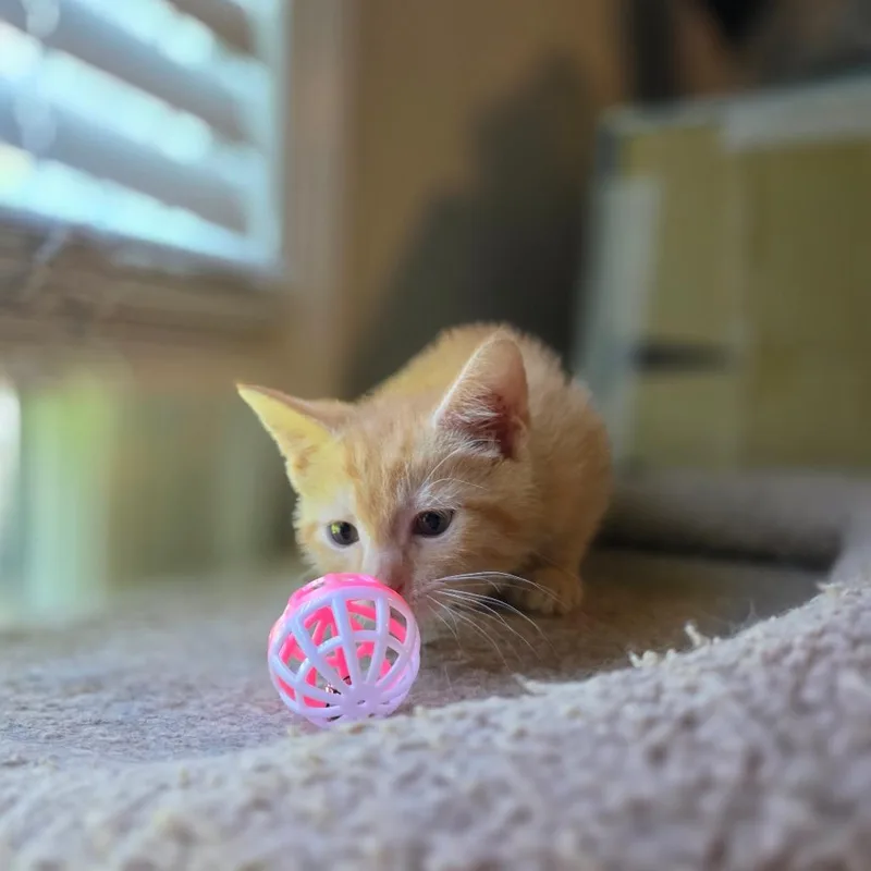 Macaroni thumbnail 2