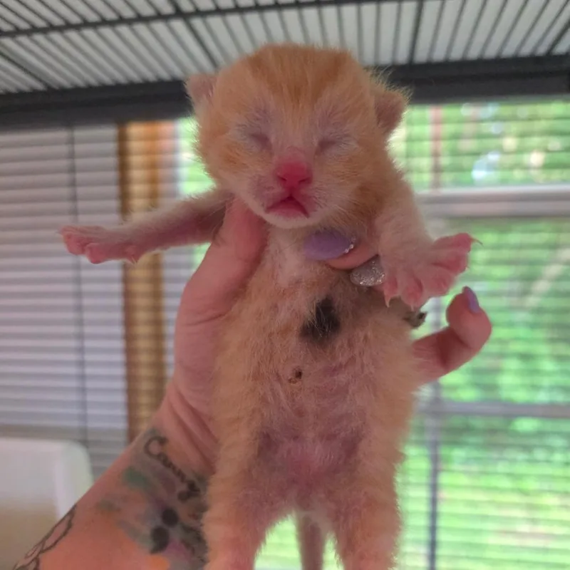 Macaroni thumbnail 4