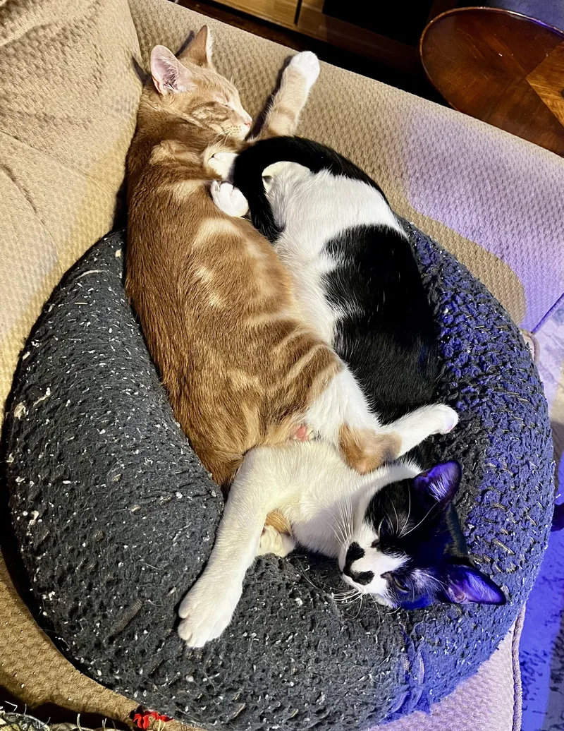 Jimmy Jr. thumbnail 2