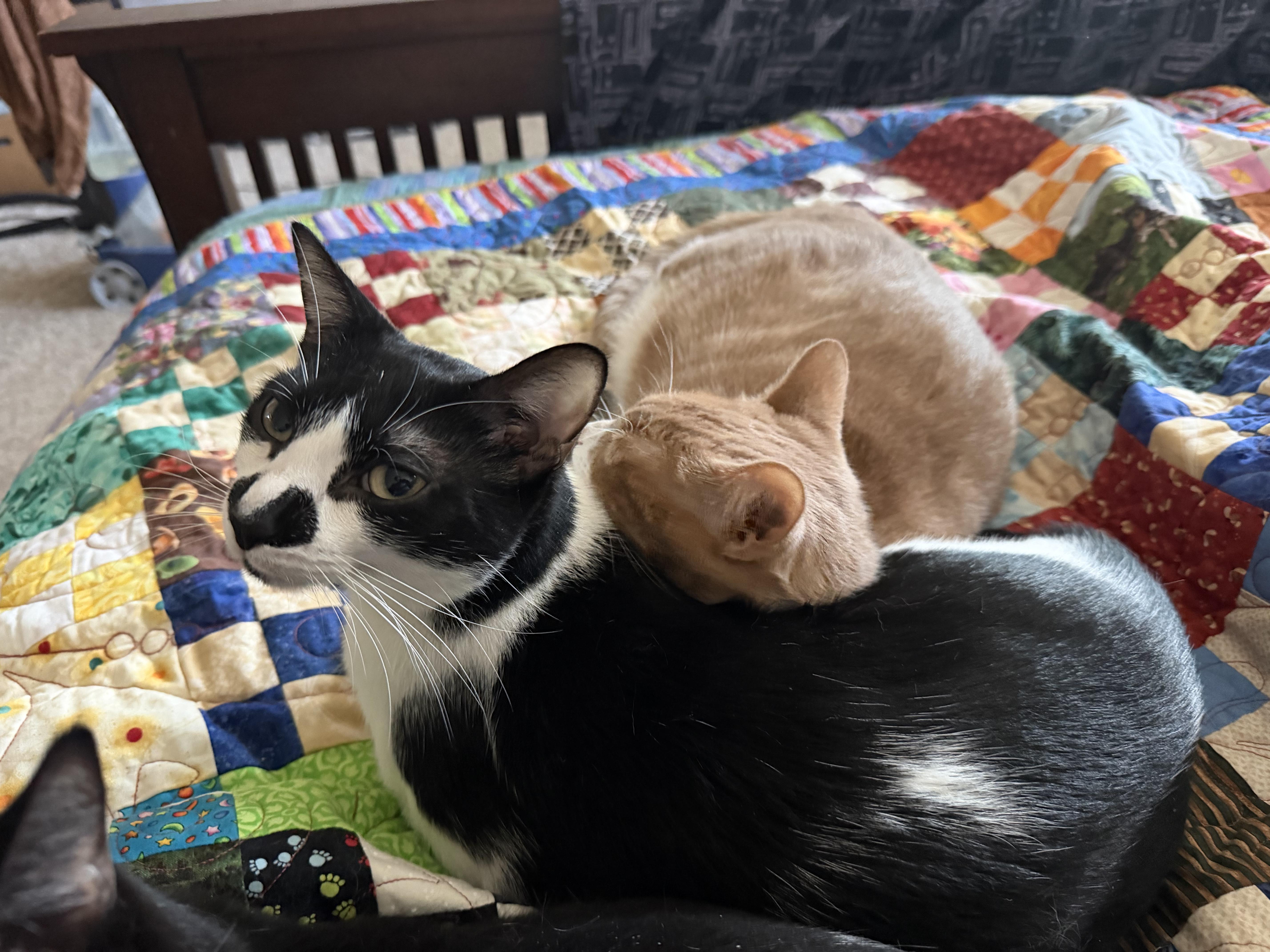 Jimmy Jr. thumbnail 3