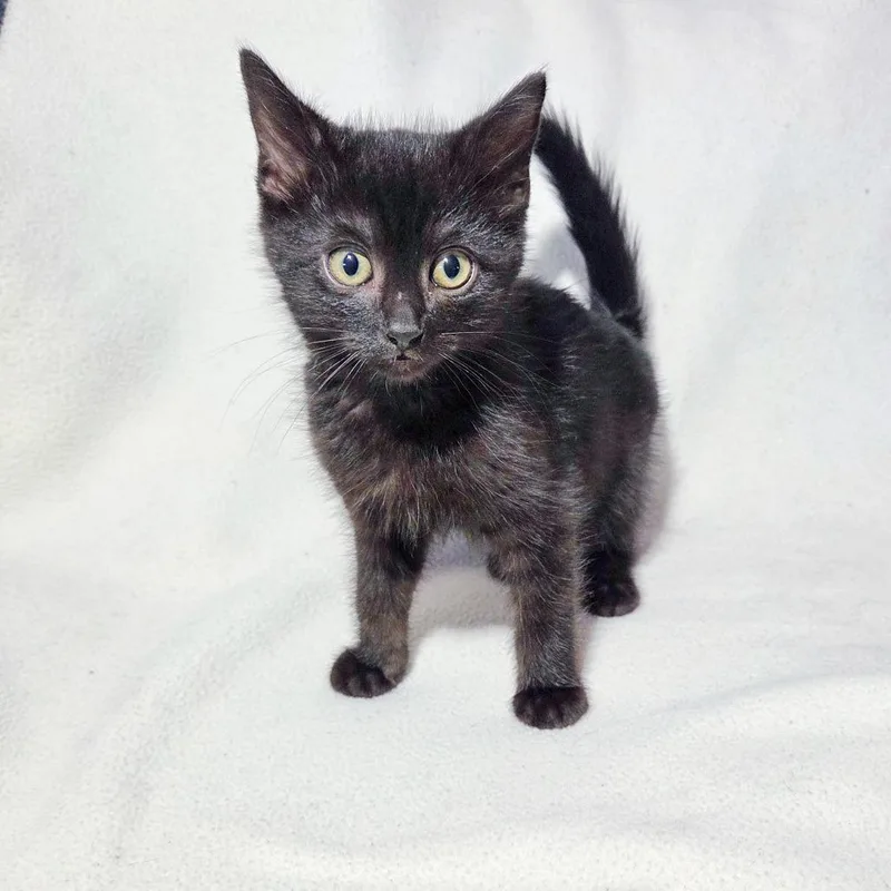 A baby small-sized male Black Domestic Short Hair cat named Space for adoption in San Diego, CA