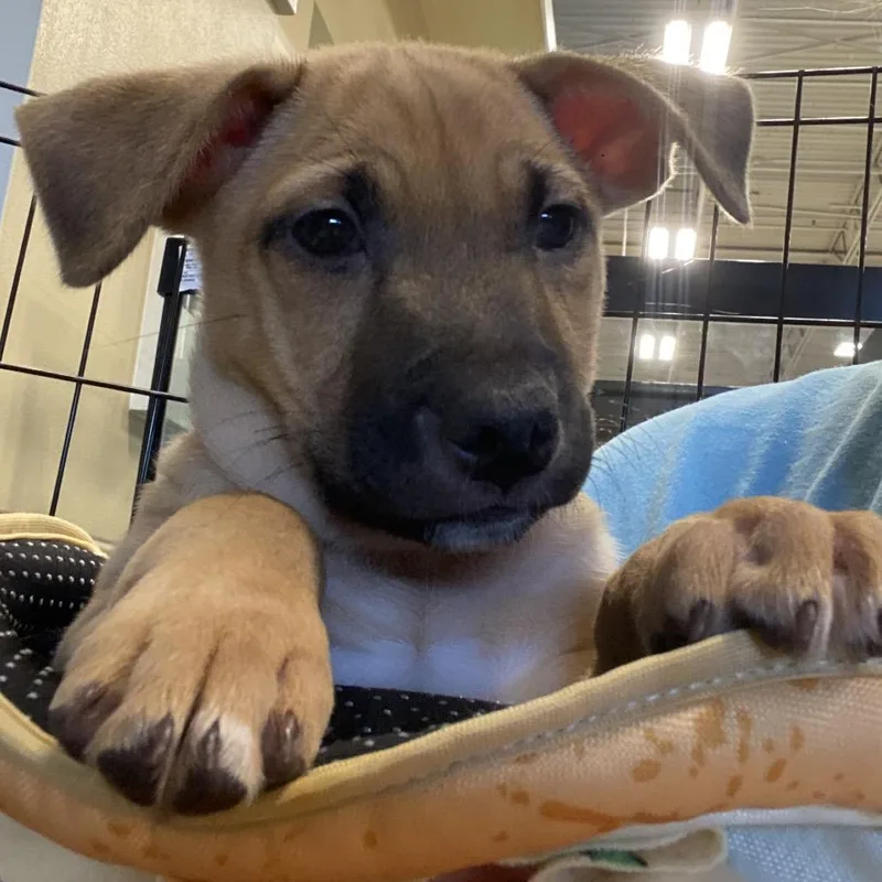 A baby medium-sized female Yellow / Tan / Blond / Fawn German Shepherd Dog dog named Suzie Q for adoption in Las Vegas, NV