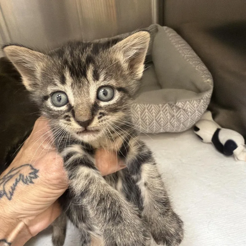 A baby small-sized male Brown / Chocolate Domestic Short Hair cat named Dj Catnip for adoption in Palestine, TX