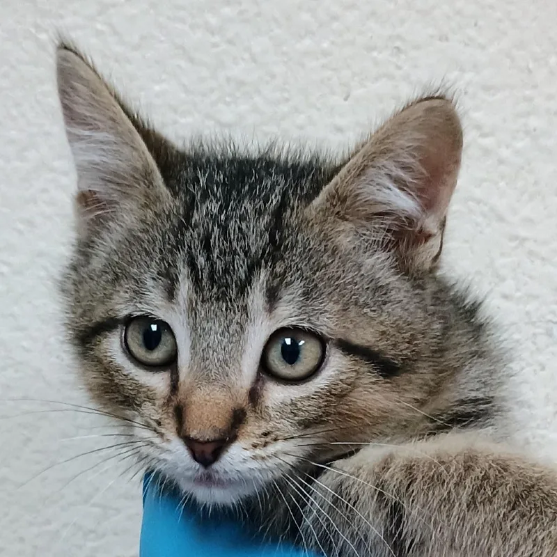 Dj Catnip thumbnail 2
