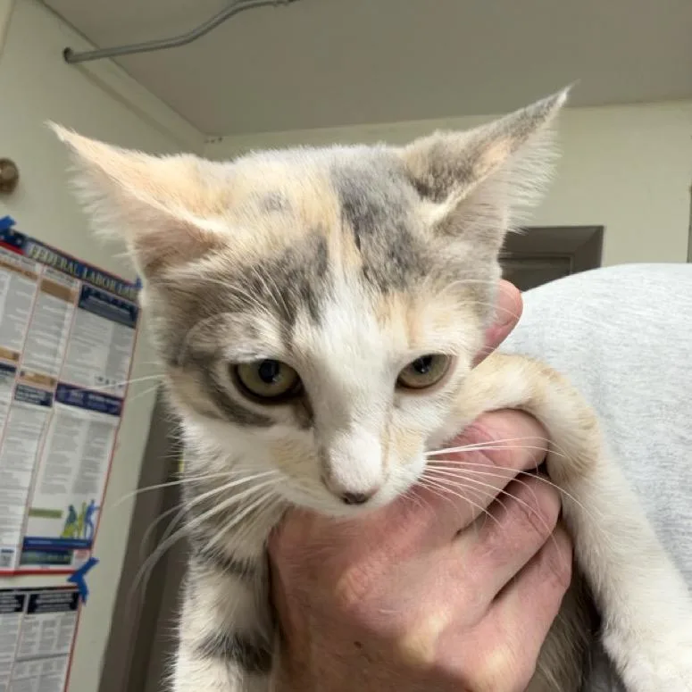 A baby small-sized female Gray / Blue / Silver Domestic Short Hair cat named Ups for adoption in Colorado Springs, CO