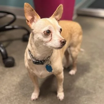 A senior small-sized male Mixed Breed dog named Teddy for adoption in Janesville, WI