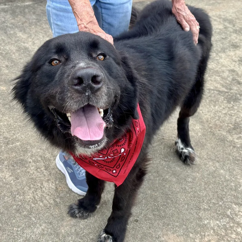 A young large-sized male Black Saint Bernard dog named Apollo for adoption in New Canaan, CT
