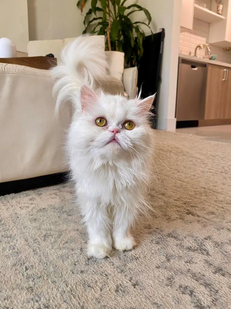 An adult medium-sized female White Persian cat named Chloe for adoption in Sunrise, FL