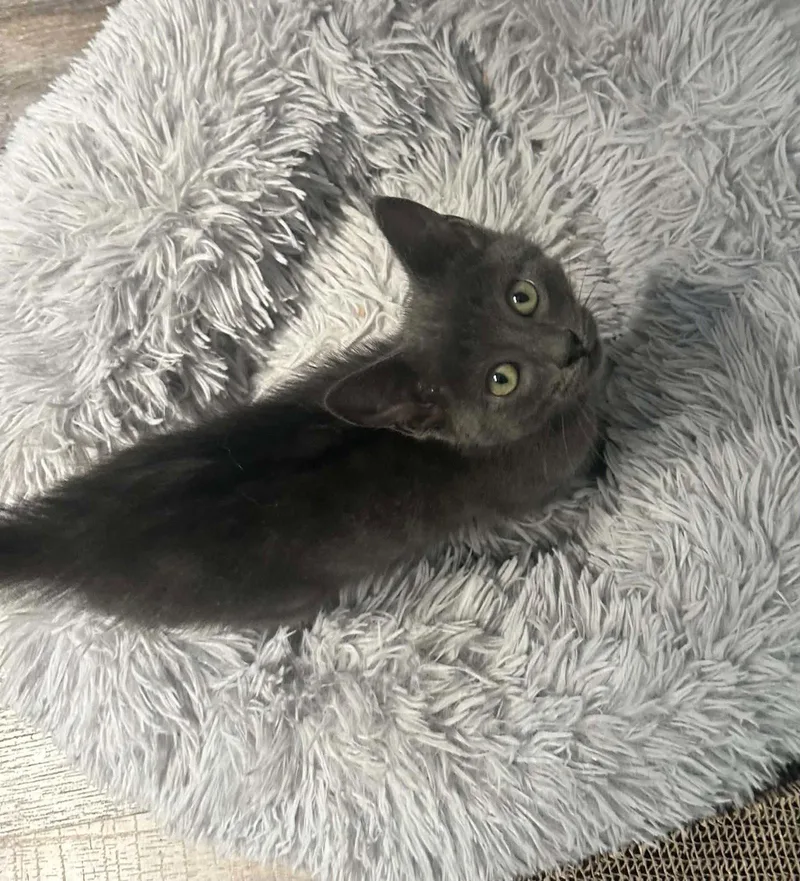A baby medium-sized male Gray / Blue / Silver Abyssinian cat named George for adoption in Napa, CA