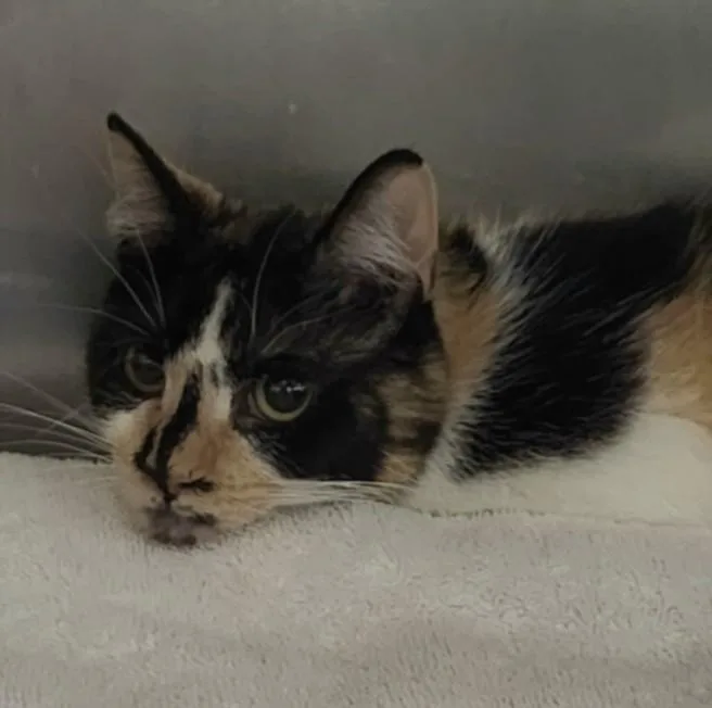 An adult medium-sized female Domestic Short Hair cat named Joan Crawford for adoption in Los Angeles, CA