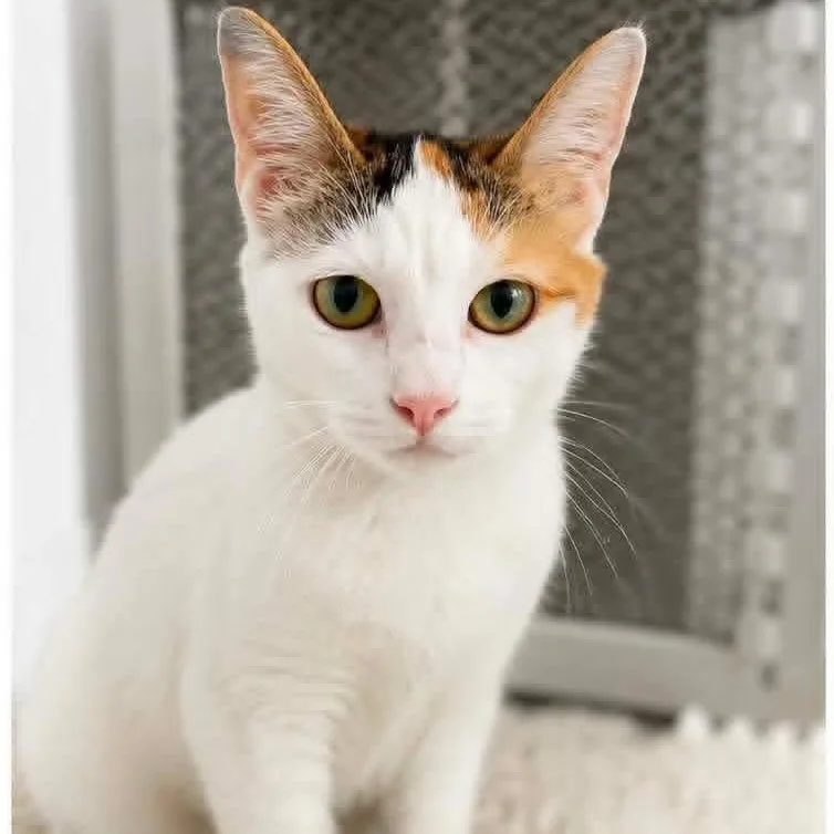 A young medium-sized female Calico cat named Mary for adoption in Kentwood, MI